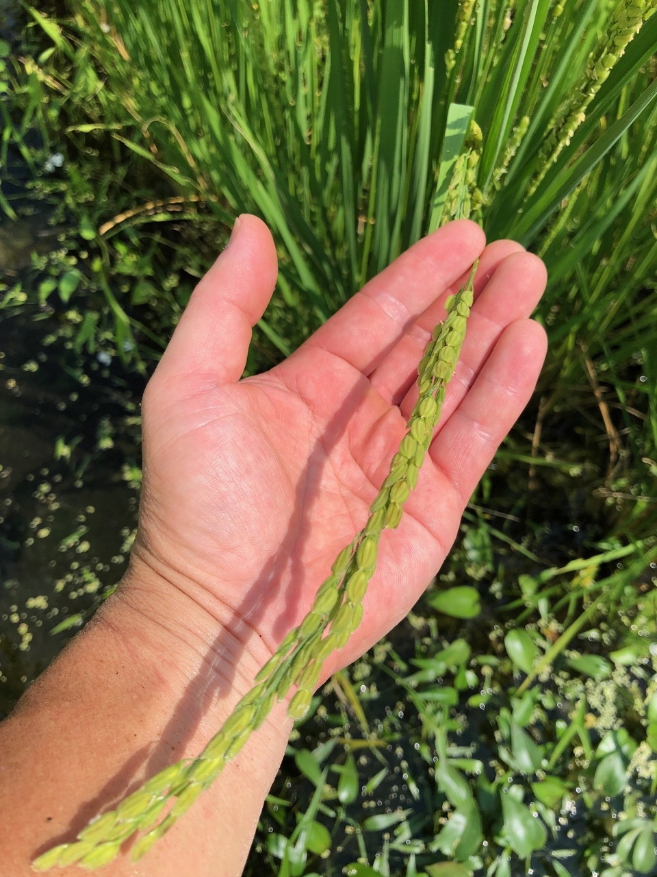 ◇自然栽培米 令和7年度産【秋日和】白米/玄米＜コシヒカリ＞無肥料