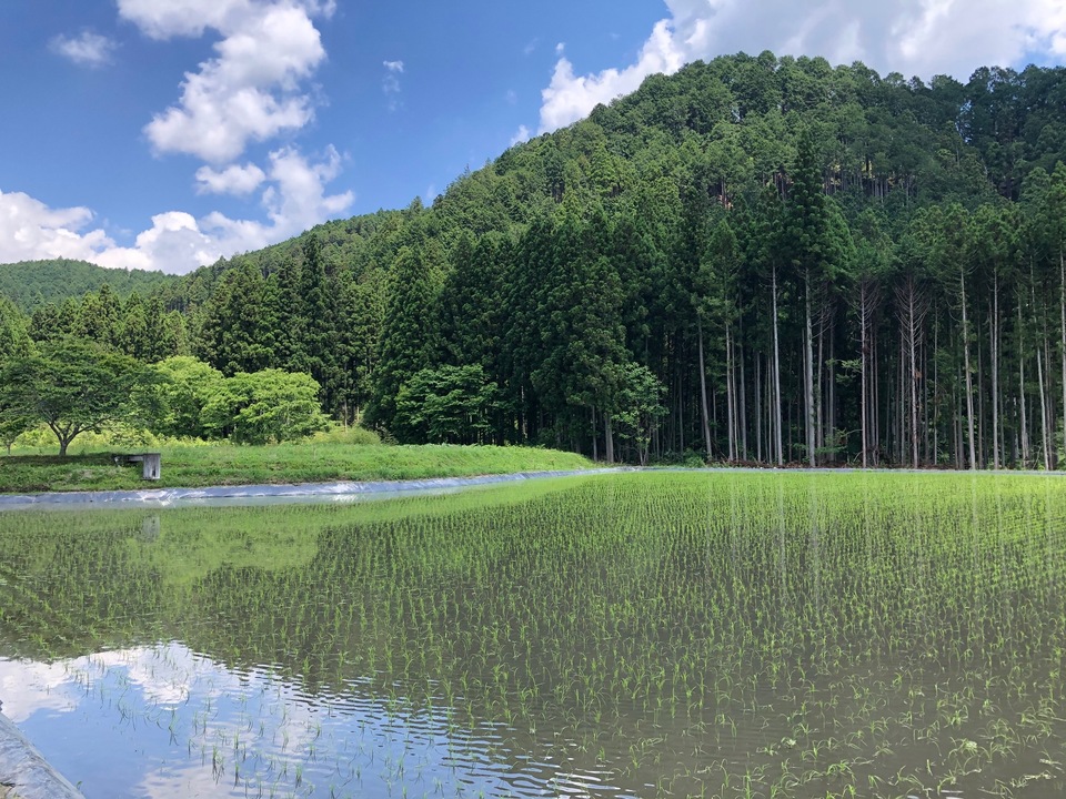 新米！令和元年産 自然農法米 コシヒカリ 植物性肥料無農薬 愛媛産 10kg ◇自然栽培米 令和7年度産秋日和白米⁄玄米＜コシヒカリ＞無肥料