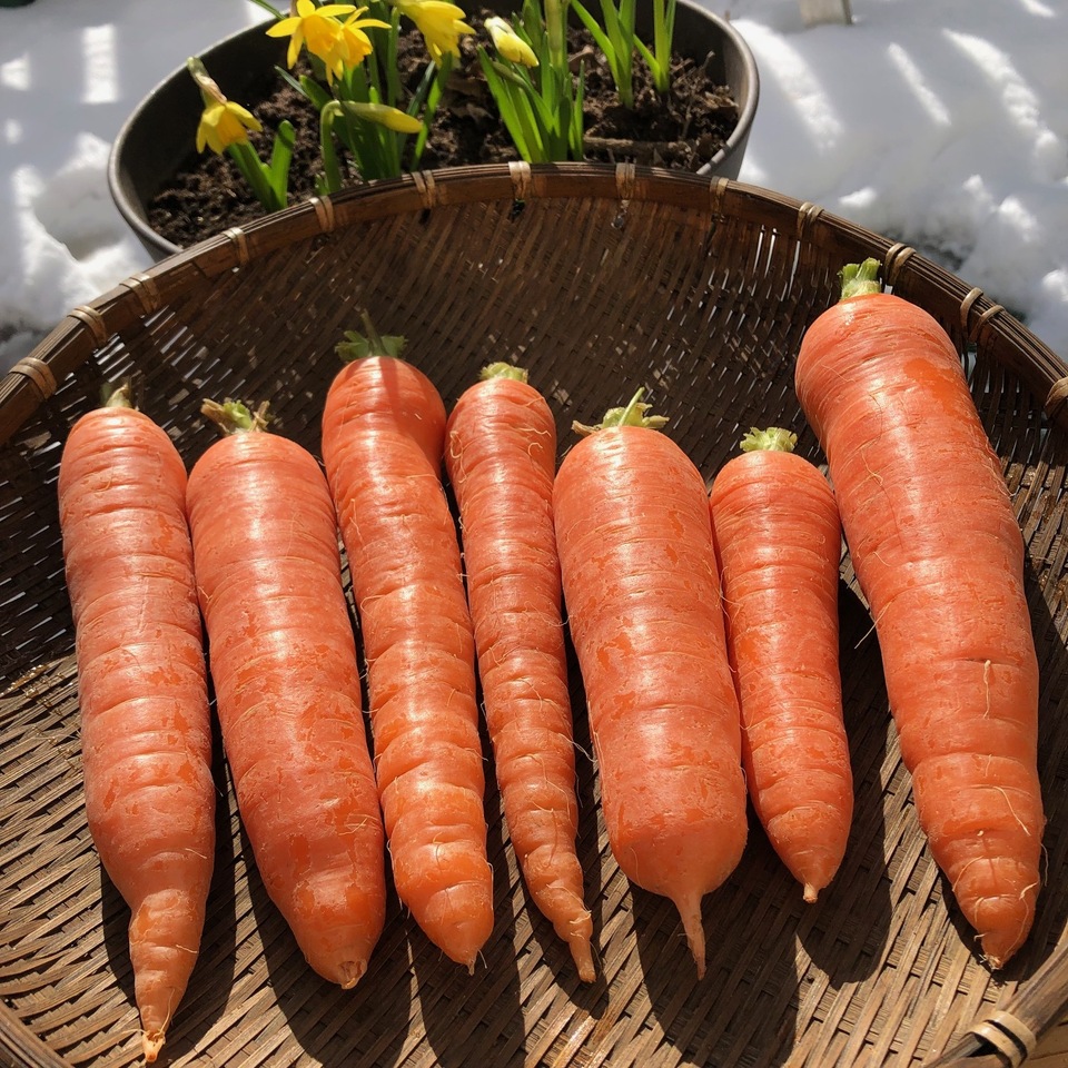 自然栽培洗い人参】無肥料・無農薬・動物性堆肥・除草剤不使用
