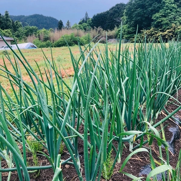無農薬たまねぎ・ねぎ｜産地直送｜たべるとくらすと - たべるとくらすと