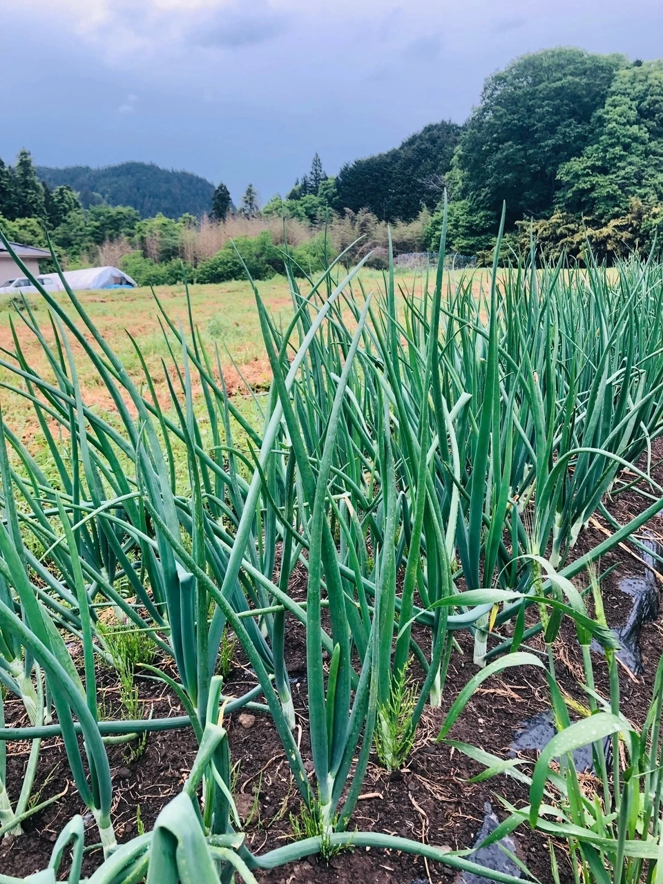 ◆自然栽培◆ 固定種 赤たまねぎ 農薬・肥料・除草剤不使用