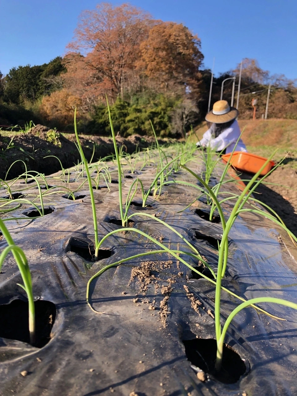 ◆自然栽培◆ 固定種 赤たまねぎ 農薬・肥料・除草剤不使用
