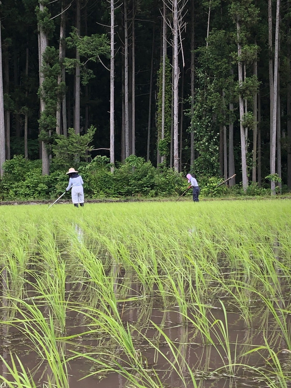 モアナマミィ 無農薬コシヒカリ7分づき20kg(5kg×4)令和3年産 中道農園 / コシヒカリ 優 七分づき 2.5kg
