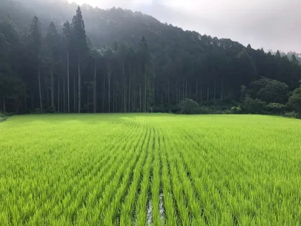 ◇自然栽培米 令和6年度産【秋日和】白米/玄米＜コシヒカリ＞無