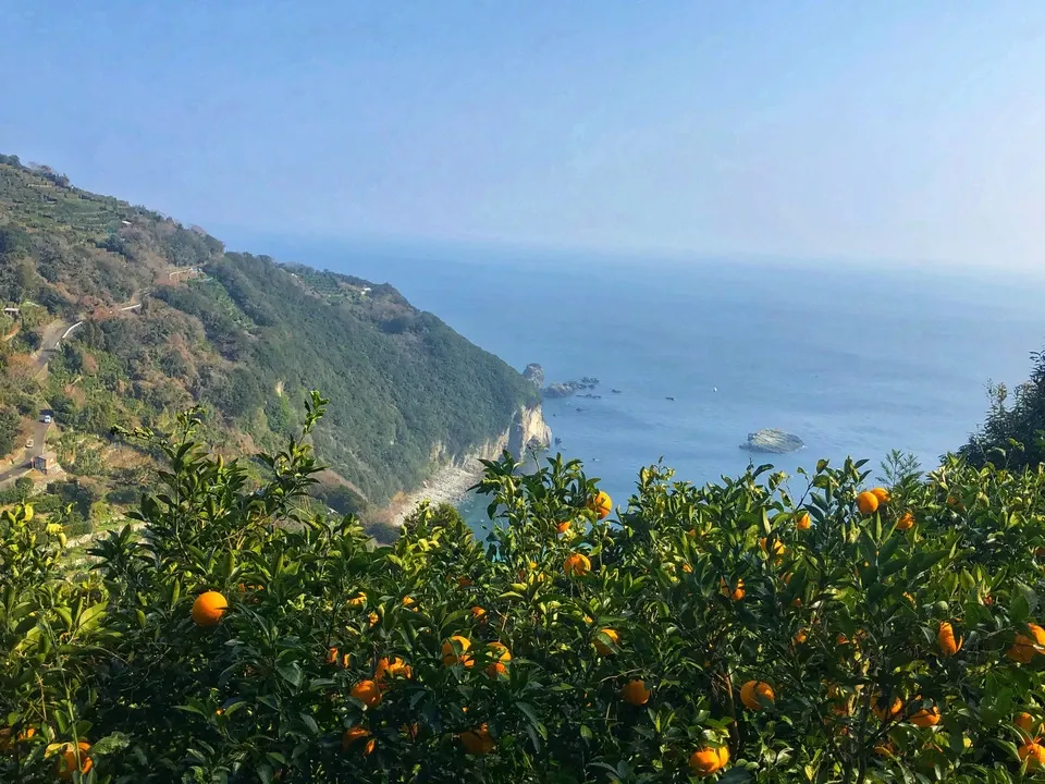大人気!濃厚なのに爽やかな甘さ♪日本有数の清見の産地名取で栽培♪絞っただけの無添加果汁100%<オリジナル清見ストレートジュース橘媛>愛媛県産・農薬・肥料不使用リジェネラティブ栽培”プレゼントにもぴったり♪”