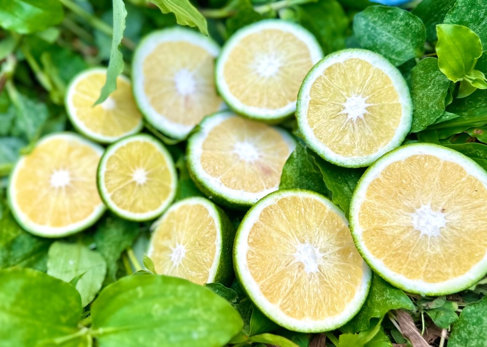 無農薬・無肥料・除草剤不使用。清見タンゴールの摘果玉。（2025年8月
