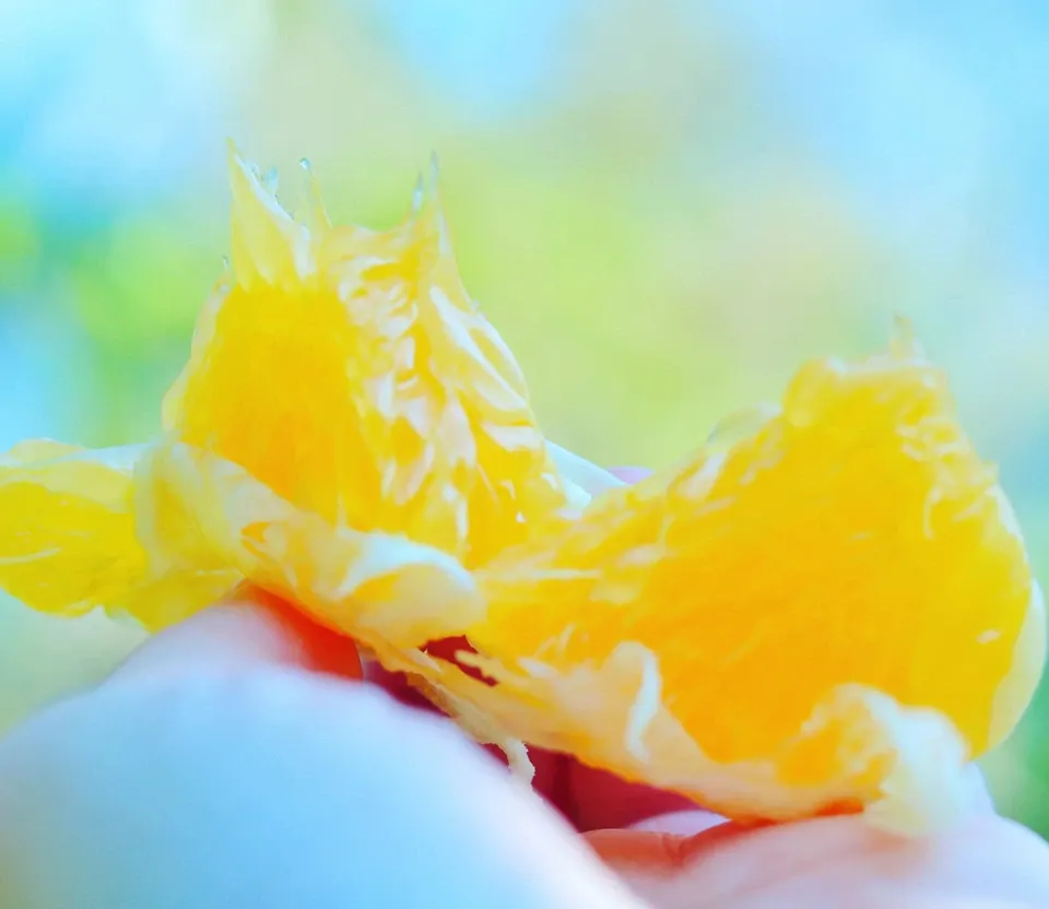 数量限定!初夏の季節にぴったり♪果汁あふれる甘酸っぱくてほろ苦い♪佐田岬生まれの柑橘「サンフルーツ」愛媛県産・農薬・除草剤・肥料不使用栽培