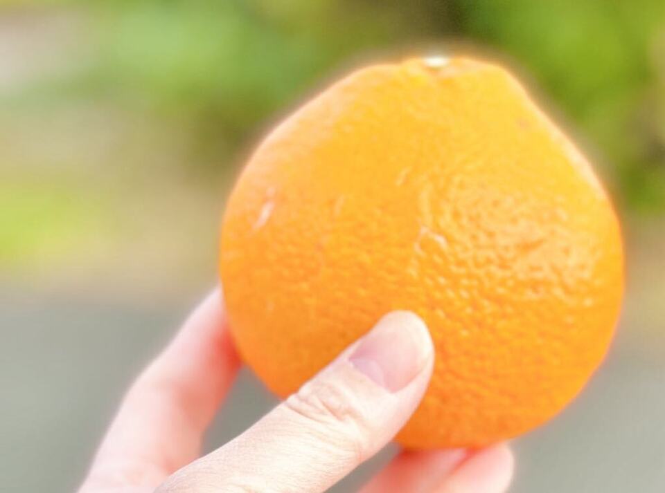 今年最後の追加販売!完熟、食べ応え抜群♪自然の恵みがたっぷりつまった「不知火」~農薬・化学肥料・除草剤不使用栽培~