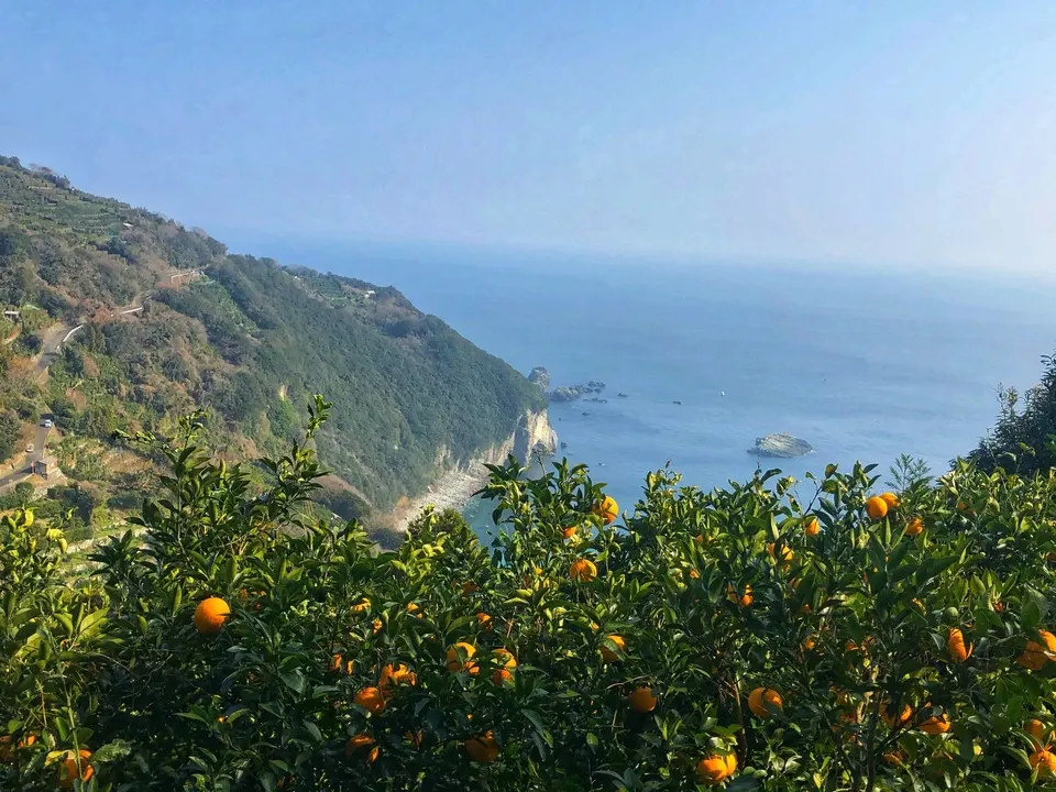 限定!木なり完熟!とろける清見♪ 甘くて果汁たっぷり! 全国有数の清見産地・愛媛県佐田岬半島 名取で栽培。 農薬・肥料・除草剤を使わず、自然と共に育てた「リジェネラティブ」清見タンゴール。