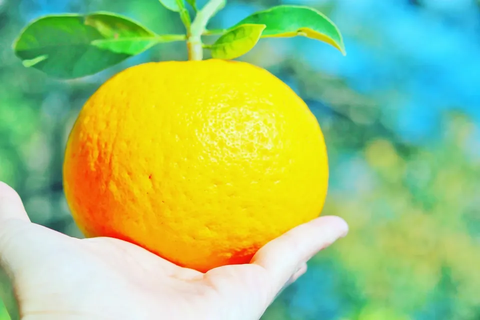 数量限定!初夏の季節にぴったり♪果汁あふれる甘酸っぱくてほろ苦い♪佐田岬生まれの柑橘「サンフルーツ」愛媛県産・農薬・除草剤・肥料不使用栽培