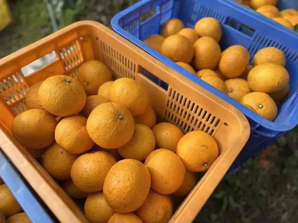 数量限定!初夏の季節にぴったり♪果汁あふれる甘酸っぱくてほろ苦い♪佐田岬生まれの柑橘「サンフルーツ」愛媛県産・農薬・除草剤・肥料不使用栽培