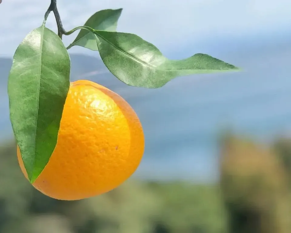 数量限定!初夏の季節にぴったり♪果汁あふれる甘酸っぱくてほろ苦い♪佐田岬生まれの柑橘「サンフルーツ」愛媛県産・農薬・除草剤・肥料不使用栽培