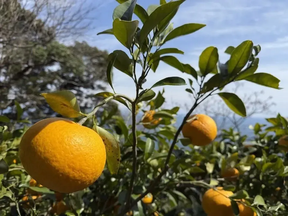 数量限定!初夏の季節にぴったり♪果汁あふれる甘酸っぱくてほろ苦い♪佐田岬生まれの柑橘「サンフルーツ」愛媛県産・農薬・除草剤・肥料不使用栽培