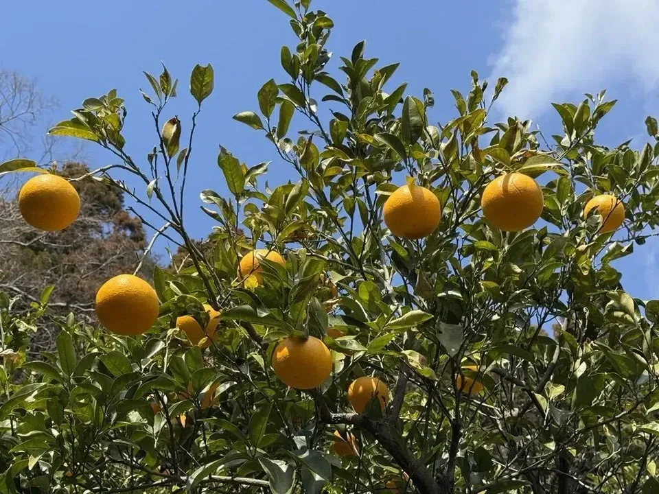 数量限定!初夏の季節にぴったり♪果汁あふれる甘酸っぱくてほろ苦い♪佐田岬生まれの柑橘「サンフルーツ」愛媛県産・農薬・除草剤・肥料不使用栽培
