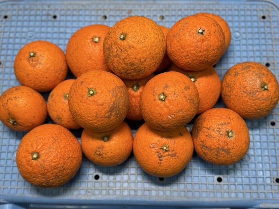 もう見た目の時代じゃない!とろける清見♪ 甘くて果汁たっぷり! 全国有数の清見産地・愛媛県佐田岬半島 名取で栽培。 農薬・肥料・除草剤を使わず、自然と共に育てた「リジェネラティブ」清見タンゴール。
