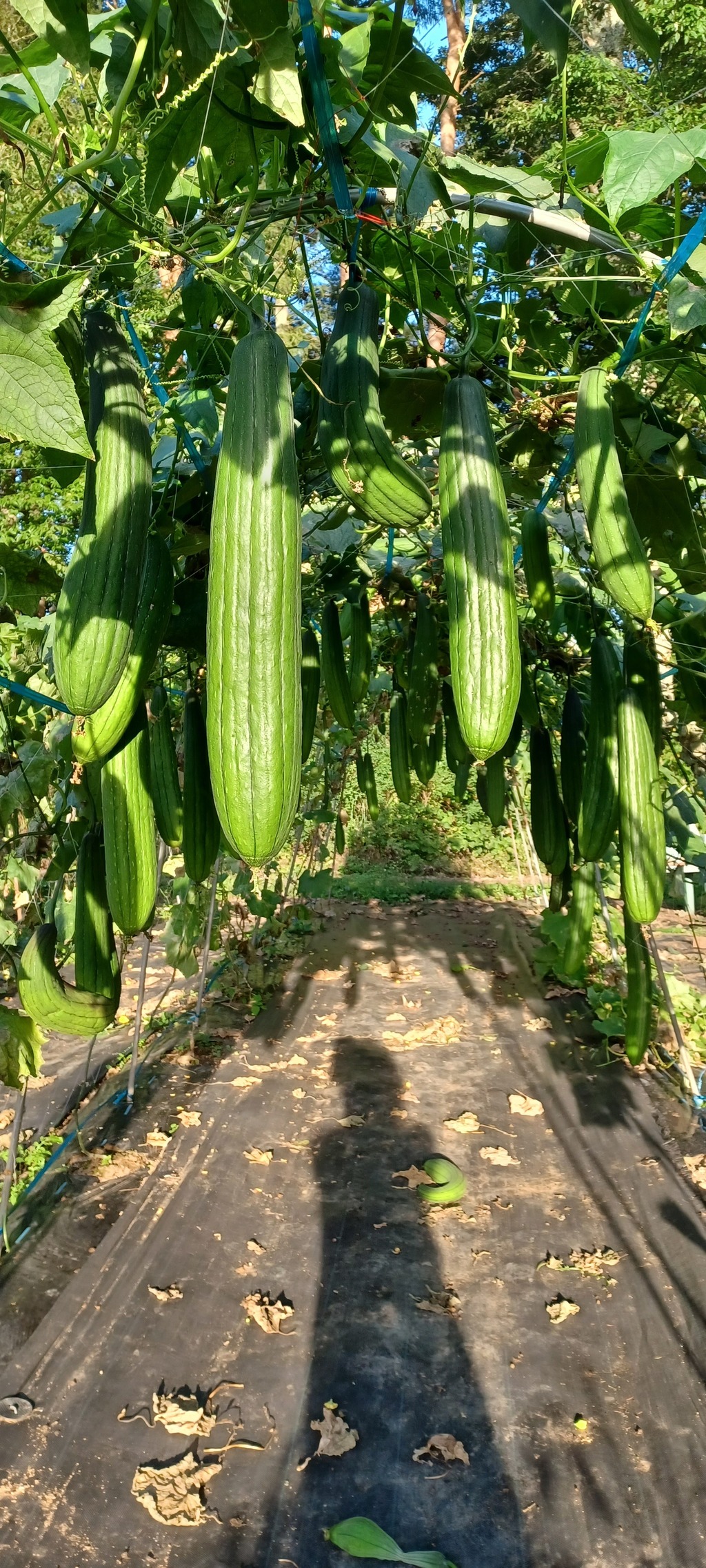 有機へちま つるやの通販 - たべるとくらすと